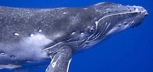 Whale Clit