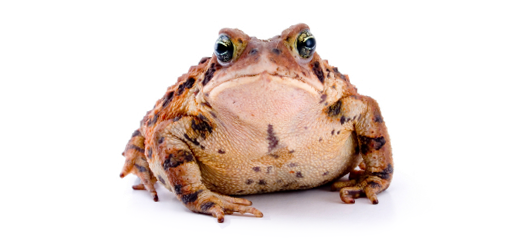 The Blue-Balled Toad
