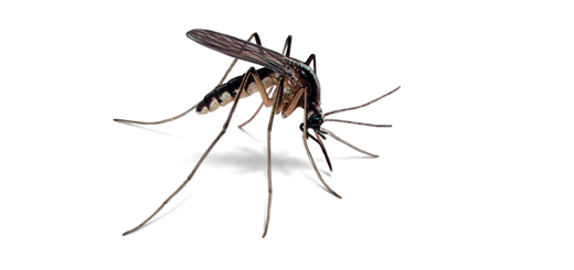 Nordic Mosquitoes